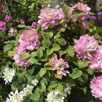 クレマチス八重咲きの投稿画像一覧 Greensnap グリーンスナップ