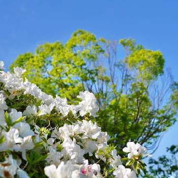 白いツツジの画像 by マーサ〜さん | ツツジと白いツツジとはなまっぷと美しい花と新緑と ツツジと青い空と白い花と花が好きと花フォト