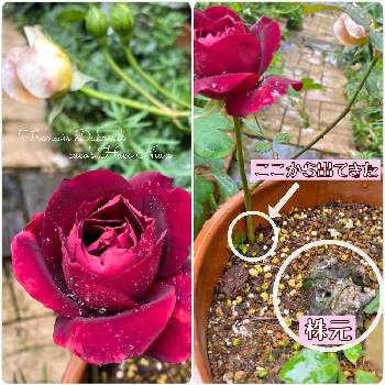 バラ＊フランシス・デュブリュイの画像 by cucoさん | 小さな庭とばら バラ 薔薇とバラ＊フランシス・デュブリュイとおうち園芸と2021 GSでバラ園とガーデニングと花のある暮らしとお庭とロザリアン