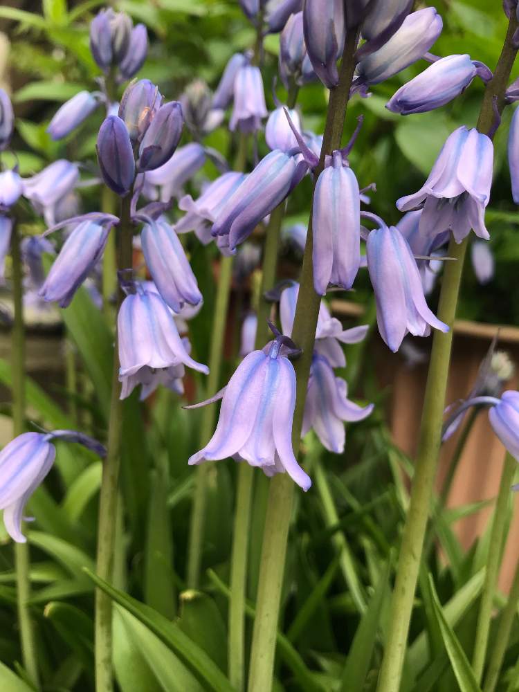 ブルーベルの投稿画像 By くるみさん 春のお花と癒しとgs映えと清楚とgsのみなさんに感謝 と揺れる花と綺麗といい香りと可愛いとブルーの花 と今日の1枚と玄関先と紫の花と素敵とシラーカンパニュラータ 21月5月7日 Greensnap グリーンスナップ