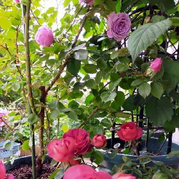 コーヒーオベーション バラの画像 by まあさん | 小さな庭と薔薇♪と花のある暮らしとコーヒーオベーション バラと薔薇 シャドウオブザムーン