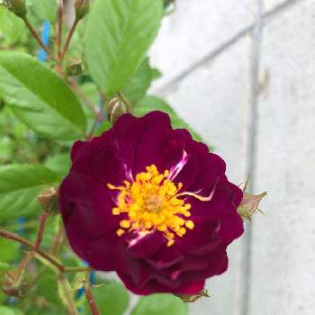 バイオレットの画像 by ラックスさん | 広い庭とバイオレットと紫色と薔薇♪とつる薔薇♪と一気咲き