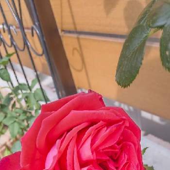リパブリック ドゥ モンマルトルの画像 by Chieko☆さん | 嬉しいと美しい♡と花のある暮らしと綺麗な色とリパブリック ドゥ モンマルトルと赤い薔薇♡