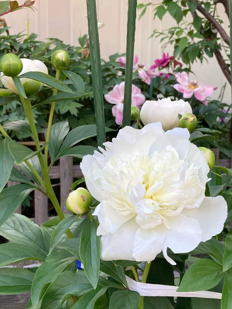 シャクヤクの投稿画像 By Manabeさん ピオニーと芍薬 シャクヤク とシャクヤクの蕾と白い花とボタン科と白いシャクヤク 21月5月7日 Greensnap グリーンスナップ