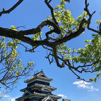 ウメの投稿画像一覧 Greensnap グリーンスナップ