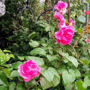 バラ パレードの画像 by kazuさん | 小さな庭とクレマチス♡フロリダ原種とばら バラ 薔薇とクレマチス♬とおうち園芸とバラ パレードと花のある暮らし
