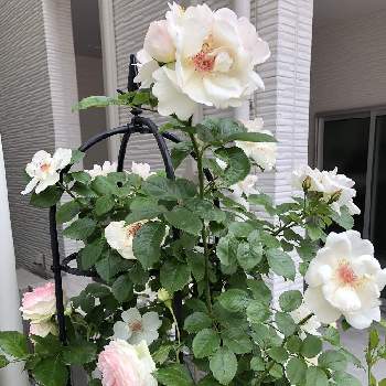 バラ ジャクリーヌ・デュプレの画像 by yoyoさん | 玄関とクレマチスとジャクリーヌ•デュ•プレとピエールドゥロンサールとばら バラ 薔薇とバラ・ピエールドゥロンサールとクレマチス♬とおうち園芸とバラ ジャクリーヌ・デュプレとよせ植えと自慢のバラ_2021と薔薇好きとバラのある暮らしとバラ 鉢植えとバラ・ミニバラとバラを楽しむとピンクとピンク❤︎ピンクと2021 GSでバラ園と金曜ローズショー