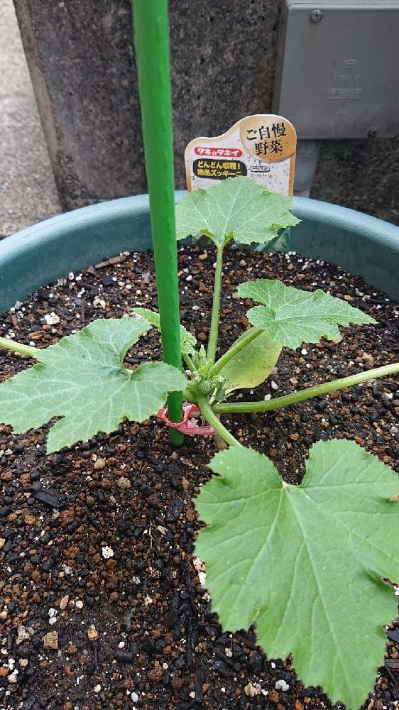 ズッキーニ プランター栽培 Greensnap グリーンスナップ