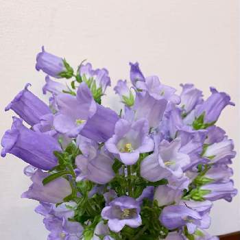 釣り鐘型の花の画像 by ろこたろさん | 部屋と可愛らしい姿とふんわり優しい色と釣り鐘型の花