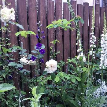 宿根リナリア ♪の画像 by オードリーさん | 小さな庭と白いバラと宿根リナリア ♪とソンブレイユと 千鳥草と白いジキタリス
