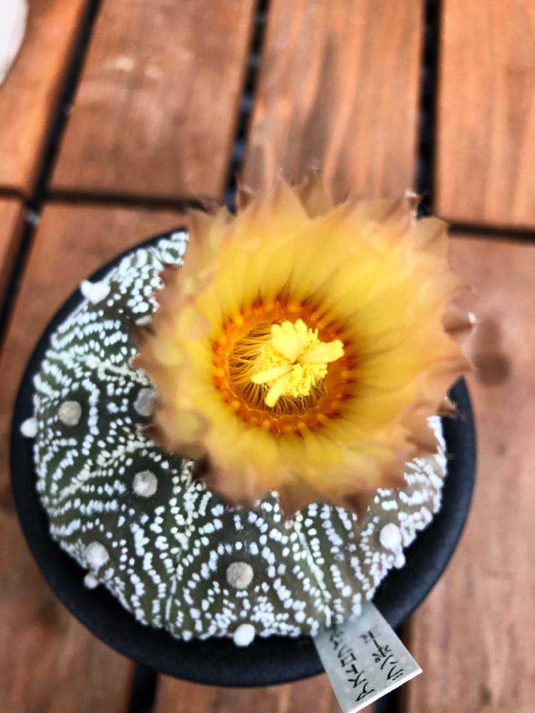 兜丸の開花｜🍀GreenSnap（グリーンスナップ）