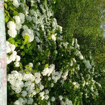 有馬富士公園の画像 by 森　森さん | お出かけ先とオオデマリと有馬富士公園とこんな時こそ花をと森の負けないぞ❗️と医療現場の人々に感謝