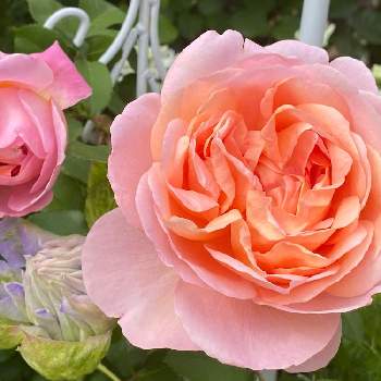 オルレア♪の画像 by ちょこっちさん | 小さな庭と強香とダムドゥシュノンソー♪とデルバールとオルレア♪とガーデニングとバラが好きとクレマチスマズリー♪