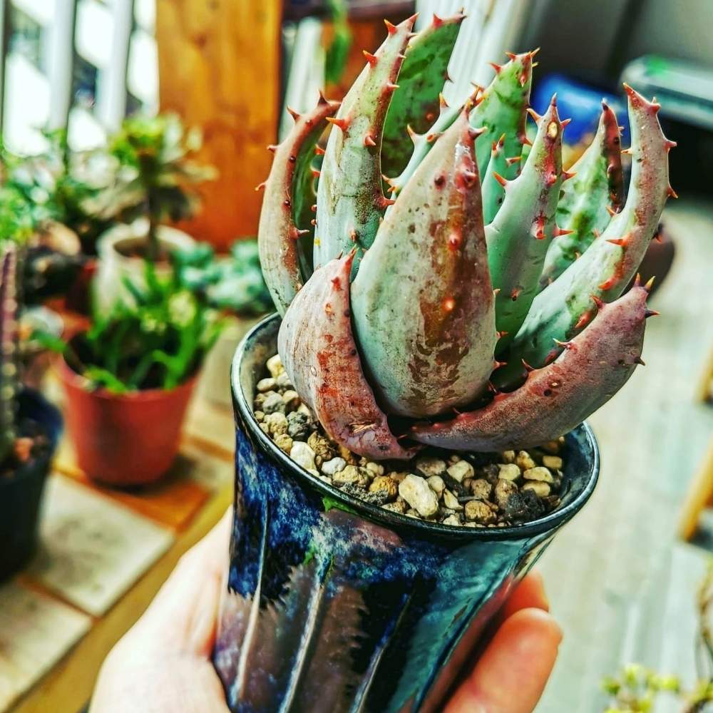 観葉植物の投稿画像 By Poporopoooさん 花 と緑のある暮らしと陶器と多肉大好きとベランダ多肉とビザール プランツと植物大好きとベランダガーデンと多肉植物のある暮らしとアロエ ペグレラエとアロエ 好きとアロエ属と珍奇植物とgreenとグリーンとzooo Plants 21月5