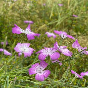 アグロステンマ,ムギナデシコ,花壇の花,屋上庭園,花が好きの画像