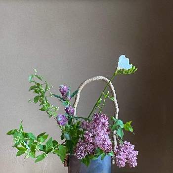 ライラック♡の投稿画像一覧｜🍀GreenSnap（グリーンスナップ）