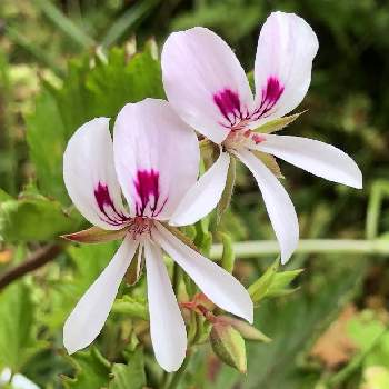 ペラルゴニウム ミルキーバニーの投稿画像一覧 Greensnap グリーンスナップ