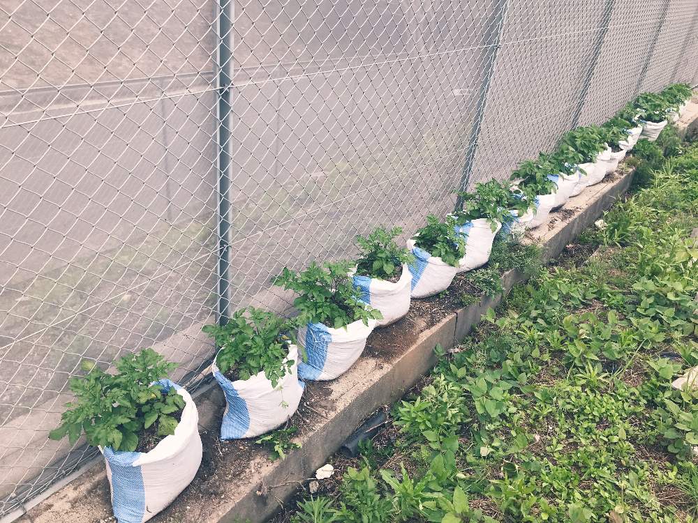 土嚢袋栽培の投稿画像 By てくてくさん ジャガイモ インカルージュとジャガイモ栽培とジャガイモ キタアカリと無農薬と小さな畑 21と家庭菜園奮闘日記 21月5月7日 Greensnap グリーンスナップ