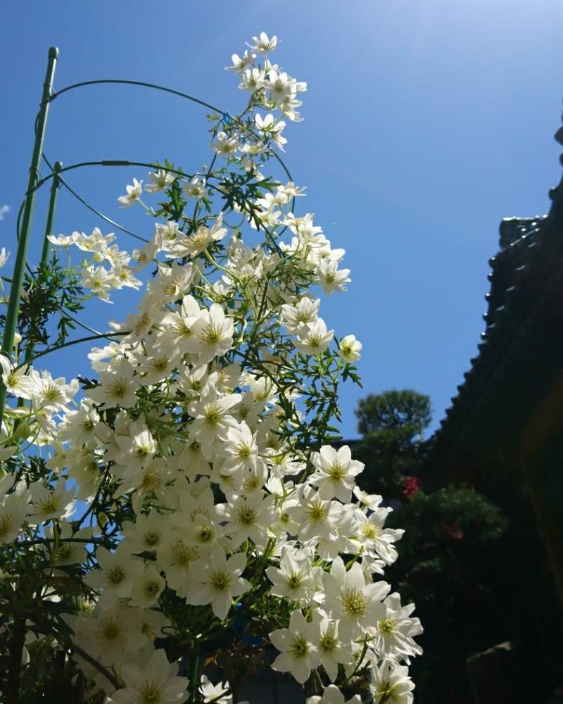 広い庭の画像 by あみさん | 広い庭とクレマチスと大好きな花としろと花いっぱい