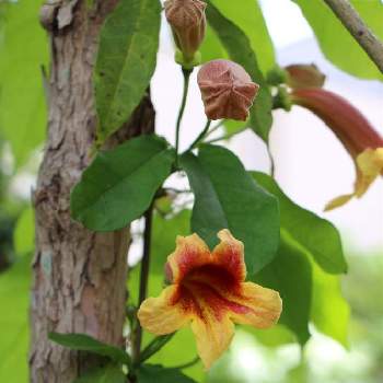 ツリガネカズラの投稿画像一覧 Greensnap グリーンスナップ