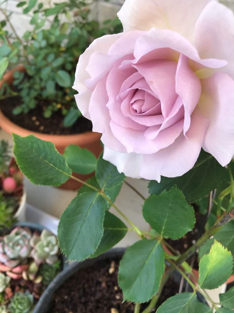 バラ ニューウェーブの投稿画像 By Nosanさん 花のある暮らしとおうち園芸 21月5月7日 Greensnap グリーンスナップ