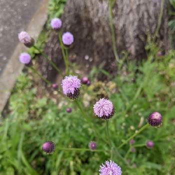 紫色の野草の花の投稿画像一覧 Greensnap グリーンスナップ