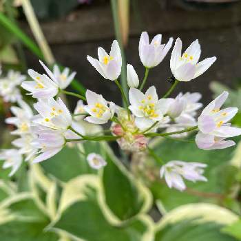 アリウム ロゼウムの投稿画像一覧 Greensnap グリーンスナップ