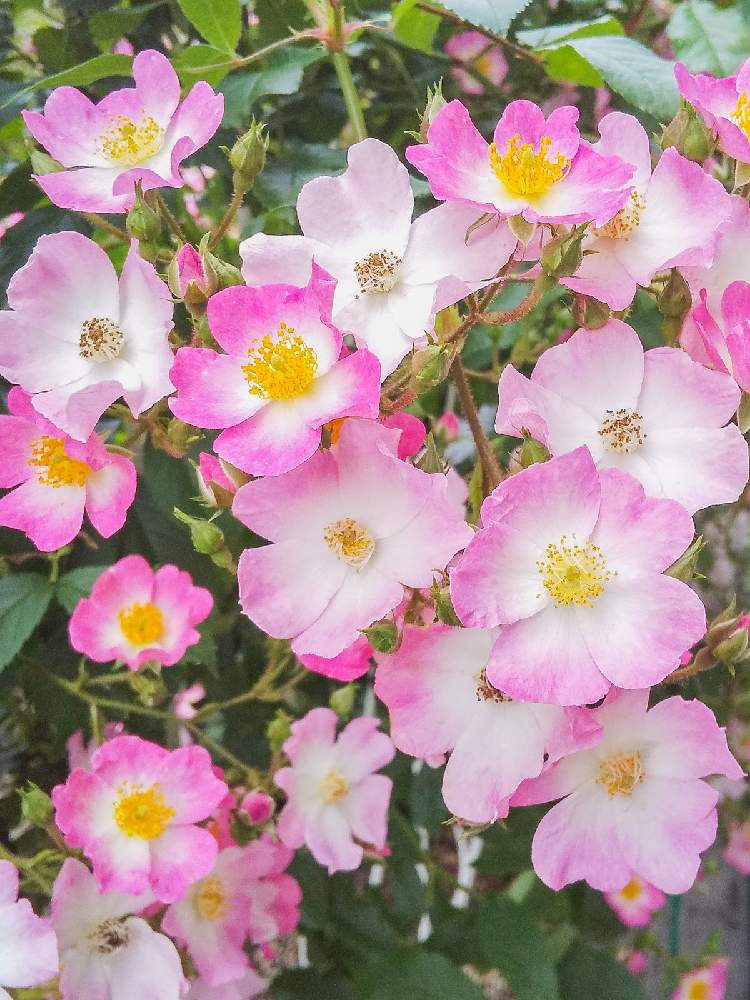 薔薇 バレリーナの投稿画像 By Otoさん 一重咲きミニバラととある花壇と桃色の花と春色と花木鉢とばら 薔薇 バラ 21月5月7日 Greensnap グリーンスナップ