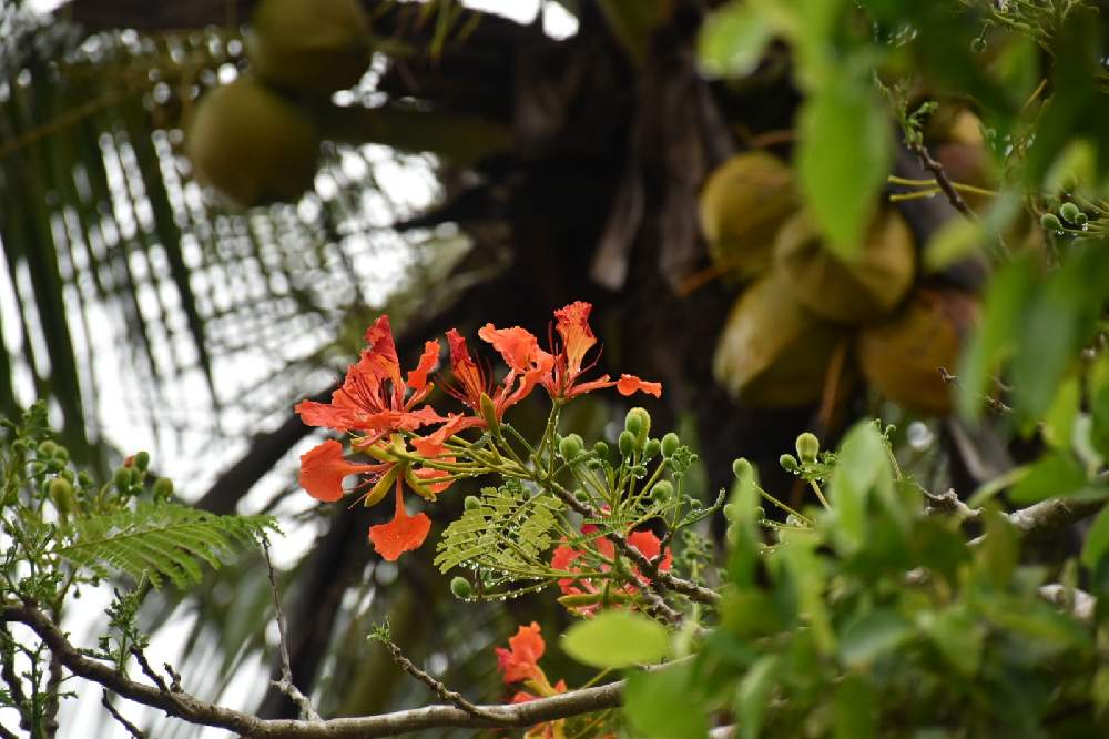 鳳凰木 ホウオウボク の投稿画像 By Aquamarineさん 赤い花と教会前とヤシの木とお出かけ先と赤い花と教会前 21月5月7日 Greensnap グリーンスナップ Greensnap グリーンスナップ