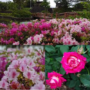 ばら公園いこいの広場の画像 by PONJIさん | お出かけ先とばら公園いこいの広場とMyアルバムと3月11日を忘れない。とお気に入りと花は・花は・花は咲くと新型コロナウィルスに負けるなと岐阜･神戸町とチーム岐阜とがんばろう1.17と九州の皆さんにエールを♪と明日はきっと良い日になると花のある暮らしと被災地にエールを…。とGSアダルトチームとばら バラ 薔薇とばら 薔薇 バラと金曜日の蕾たち