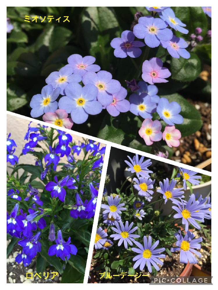 ブルーデージーの投稿画像 By オコソさん ロベリアとミオソティス ミオマルクとムラサキ科と青い花とキク科とキキョウ科とブルーガーデンと宿根 多年草 21月5月7日 Greensnap グリーンスナップ