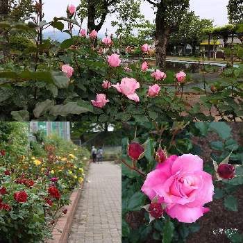 ばら公園いこいの広場の画像 by PONJIさん | お出かけ先とばら公園いこいの広場とMyアルバムと金曜日の蕾たちとばら バラ 薔薇と3月11日を忘れない。とお気に入りと花は・花は・花は咲くと新型コロナウィルスに負けるなと岐阜･神戸町とチーム岐阜とがんばろう1.17と九州の皆さんにエールを♪と明日はきっと良い日になると花のある暮らしと被災地にエールを…。とGSアダルトチームとばら 薔薇 バラ