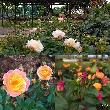 ばら公園いこいの広場の画像 by PONJIさん | お出かけ先とばら公園いこいの広場とMyアルバムと金曜日の蕾たちとばら バラ 薔薇と3月11日を忘れない。とお気に入りと花は・花は・花は咲くと新型コロナウィルスに負けるなと岐阜･神戸町とチーム岐阜とがんばろう1.17と九州の皆さんにエールを♪と明日はきっと良い日になると花のある暮らしと被災地にエールを…。とGSアダルトチームとばら 薔薇 バラ