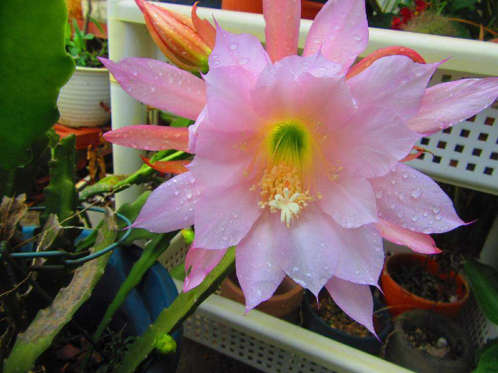 Sale 10 Off ゆき様 孔雀サボテン2種 確認ページ 植物 観葉植物 Aiwr Org