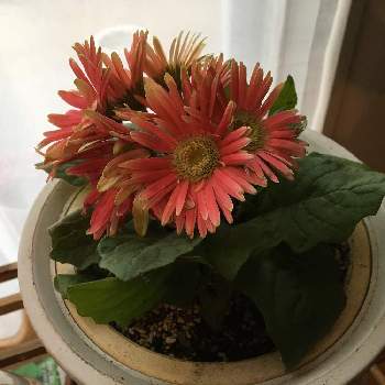 室内花の投稿画像一覧 Greensnap グリーンスナップ