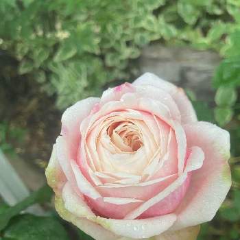 わんこのいる庭の画像 by ななちちさん | 小さな庭とGSでお買い物とバラタニランとばら バラ 薔薇と薔薇愛同盟とコロナの馬鹿と薔薇男子と薔薇に魅せられてと植中毒と2021 GSでバラ園とわんこのいる庭と手づくりの庭とガーデニングと花のある暮らしとななちち薔薇2021とロザリアンとコロナのバカとたまき　バラ