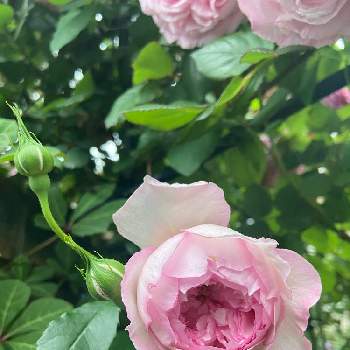 わんこのいる庭の画像 by ななちちさん | 小さな庭とバラタニランとばら バラ 薔薇と薔薇愛同盟とコロナの馬鹿と薔薇男子と薔薇に魅せられてと植中毒と2021 GSでバラ園とわんこのいる庭と手づくりの庭とガーデニングと花のある暮らしとななちち薔薇2021とロザリアンとコロナのバカとER ミルオンザフロスと薔薇ザ・ミル・オンザフロスと自慢のバラ_2021