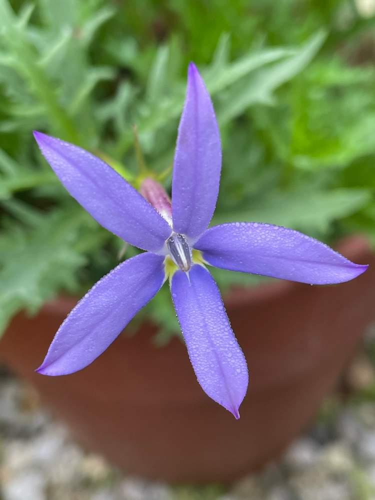 イトソマの投稿画像 By ネコババさん 21月5月7日 Greensnap グリーンスナップ