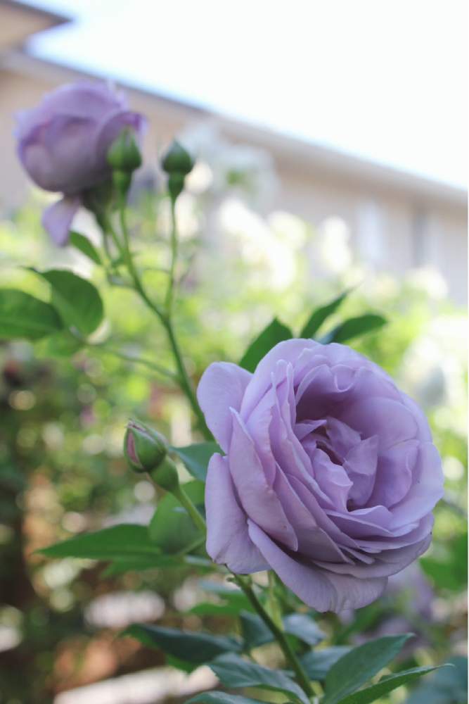 小さな庭の画像 by りょうさん | 小さな庭としのぶれどとバラ しのぶれどと大好きなバラとチーム・ブルーNo.080とりょうの小さな庭とバラ大好きとしのぶれど 薔薇とryoバラと小さな小さな庭と青いバラと青い花マニアとチーム・ブルーとバラを楽しむと自慢のバラ_2021