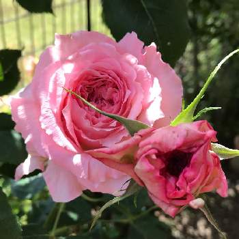 ローズコロナの画像 by anneさん | 小さな庭とローズコロナとバラ  ローズコロナとばら バラ 薔薇とおうち園芸とバラ 鉢植えと2021 GSでバラ園と河本ローズとバラが好きとバラを楽しむ