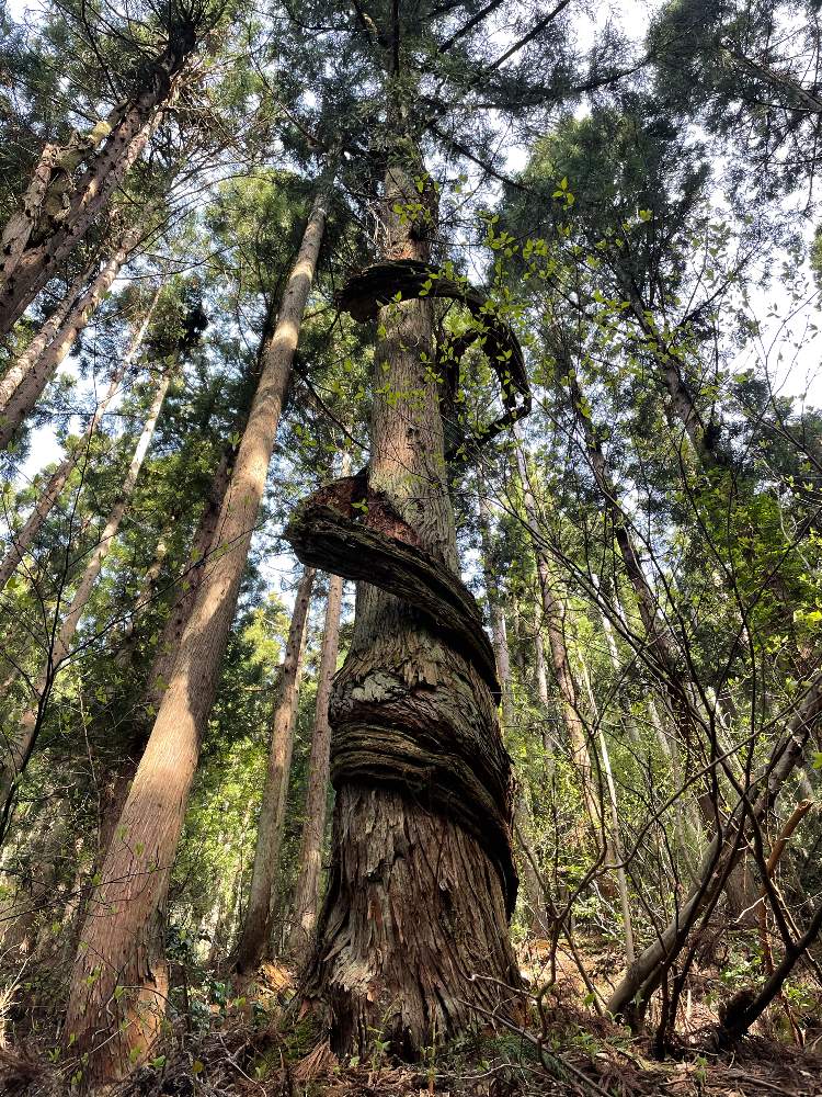 杉の木の投稿画像 By きゃろっぴぃさん 黒文字 クロモジ と何かのツルと右下から左上へと太い ツルとグルグルと山にてと蔓がぐるぐる巻きついてと右下から左上へと太いツルとグルグルと山にてと蔓がぐるぐる巻きついて 21月5月7日 Greensnap グリーンスナップ 杉の木の投稿画像 By きゃろっぴぃさん 黒文字 クロモジ と何かのツルと右下から左上へと太い ツルとグルグルと山にてと蔓がぐるぐる巻きついてと右下から左上へと太いツルとグルグルと山にてと蔓がぐるぐる巻きついて 21月5月7日 Greensnap グリーンスナップ