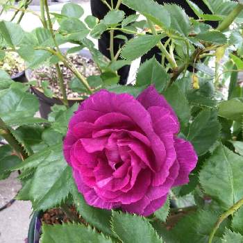 つるバラ 一季咲きの投稿画像一覧 Greensnap グリーンスナップ