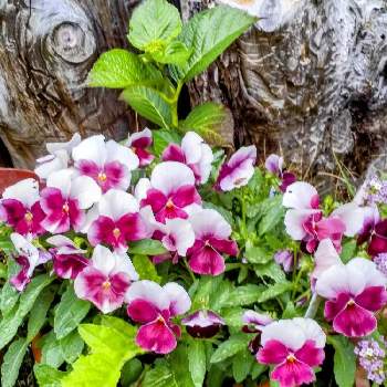 鉢うえの栽培の草花の画像 by 春の薔薇さん | 広い庭と種まき中毒とお花❣大好き❣️と鉢うえの栽培の草花