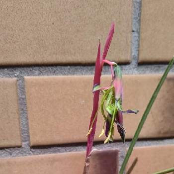 地球外生命体の投稿画像一覧 Greensnap グリーンスナップ