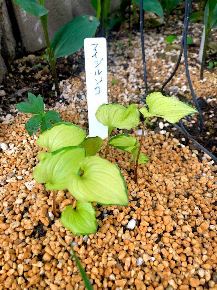 Cat Roseの花図鑑 蒼松庵の庭 山野草エリア1 Greensnap グリーンスナップ