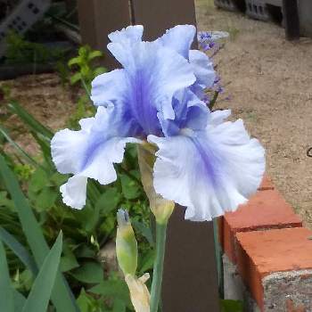 庭のすみっこの画像 by けるみんさん | 小さな庭と咲いた！と青紫色と庭のすみっことおうち園芸