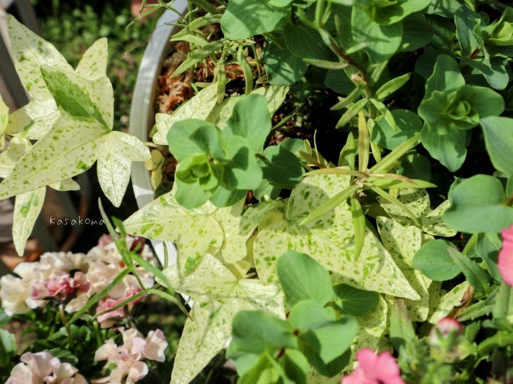 アイビーの投稿画像 By Kasakomaさん オレガノ ケントビューティーとアイビー 白雪姫と鉢植えと新緑と宿根草 と21kasakomaの寄せ植え 21月5月8日 Greensnap グリーンスナップ