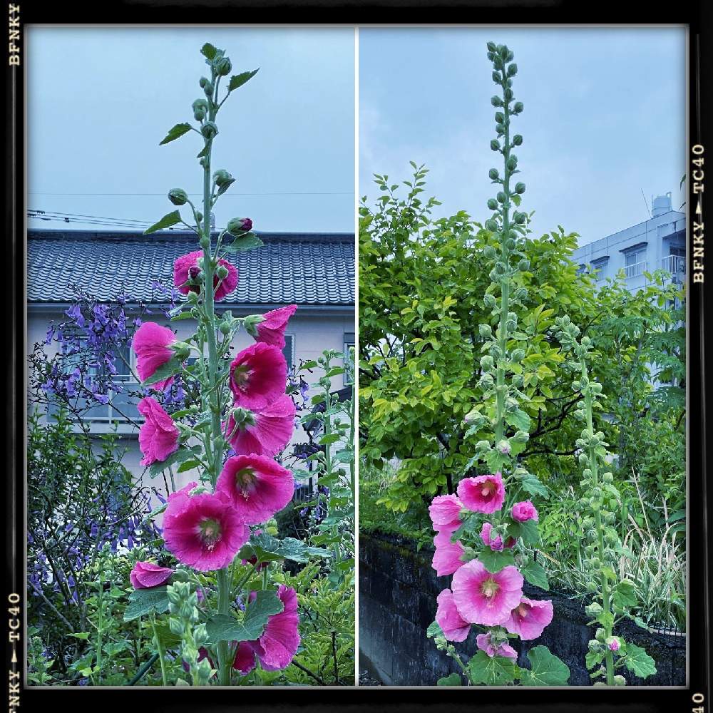 近所の花華たちの投稿画像 By Kazyanさん ウスベニアオイ と宮崎市清武町と薄紅葵を楽しむ 和堂と葵薄紅色と花言葉シリーズ 和堂と庭シリーズ 和堂とお出かけ先と郷土の庭シリーズ 和堂と近所の花華たちとウスベニアオイ と宮崎市清武町と薄紅葵を楽しむ 和堂と葵薄