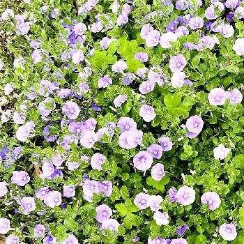 コンボルブルス、ブルーコンパクタの画像 by こつぶさん | 広い庭ときれいとおうち園芸と美しいと花のある暮らしとかわいいとコンボルブルス、ブルーコンパクタと癒しのひと時と美しく青きドヨウ