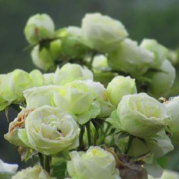 クリーミーエデン薔薇の画像 by サワーポメロさん | ばら バラ 薔薇と近くの公園とクリーミーエデン薔薇と素敵な庭に✨と皆様に感謝と朝の散歩と花のある暮らし